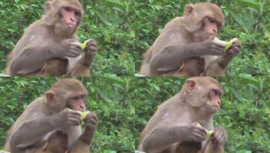 在野外吃水果的猴子高清在线视频素材下载