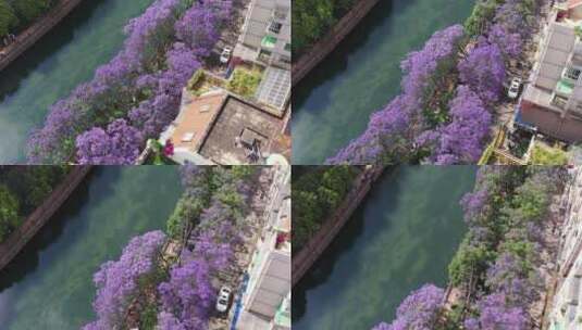 无人机拍摄云南昆明蓝花楹江边滨江景观高清在线视频素材下载