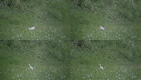 深圳湾自然鸟类栖息地风光视频高清在线视频素材下载