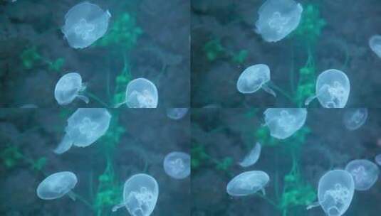 水母 无脊椎浮游动物 海蜇 海洋生物高清在线视频素材下载