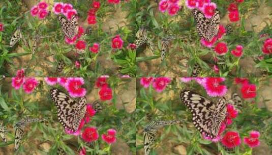 美丽的蝴蝶谷鲜花高清在线视频素材下载