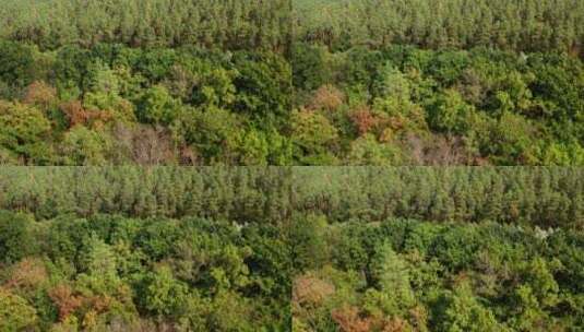 航拍秋季林地景观高清在线视频素材下载