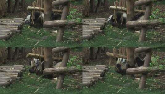 幼年大熊猫在一起玩耍高清在线视频素材下载