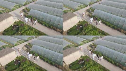 大棚种植西瓜蔬菜基地4K航拍高清在线视频素材下载