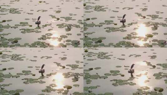 旅游景区航拍南京玄武湖夜鹭阳光反射 推高清在线视频素材下载