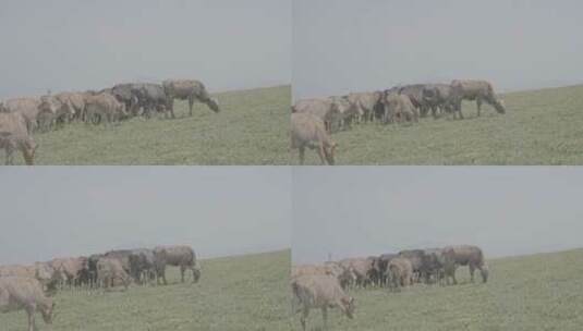 蓝天下蒲公英花海黄牛牛群在吃草牛犊高清在线视频素材下载