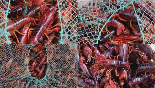 小龙虾养殖视频素材高清在线视频素材下载