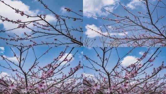 桃花实拍素材高清在线视频素材下载