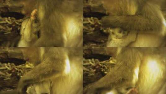 滇金丝猴幼崽2高清在线视频素材下载