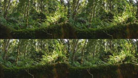东澳大利亚温带森林丛林中的无花果树根高清在线视频素材下载