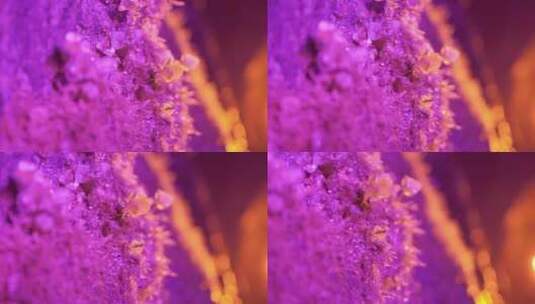 溶洞内的植物高清在线视频素材下载