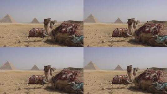 金字塔前面的骆驼高清在线视频素材下载