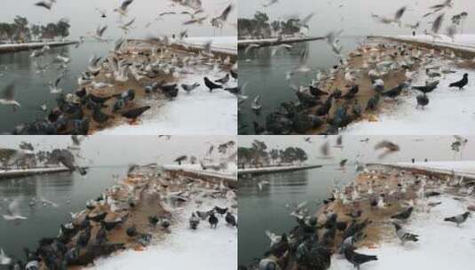 鸽子在寒冷的冬天觅食高清在线视频素材下载