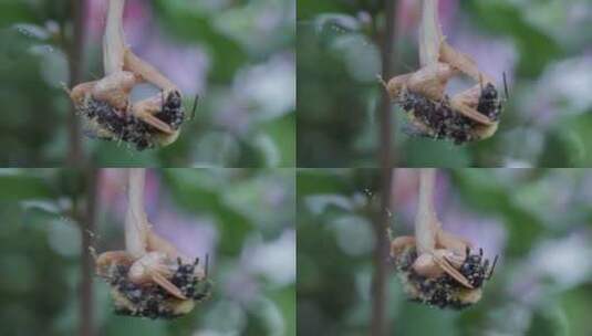 螳螂吃掉大黄蜂的特写高清在线视频素材下载