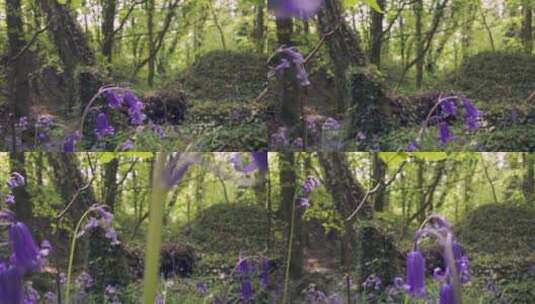 蓝铃花生长的林地高清在线视频素材下载