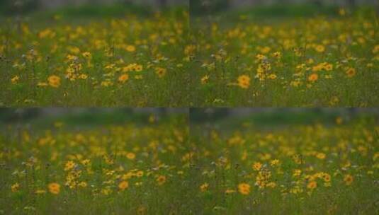 青草上的黄色小野菊高清在线视频素材下载