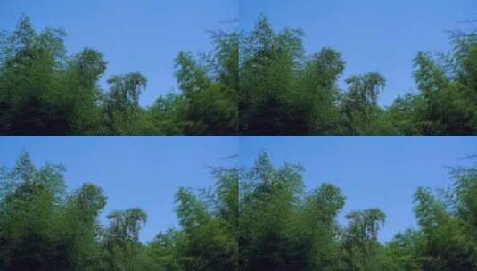 竹子竹林  素材4K高清在线视频素材下载