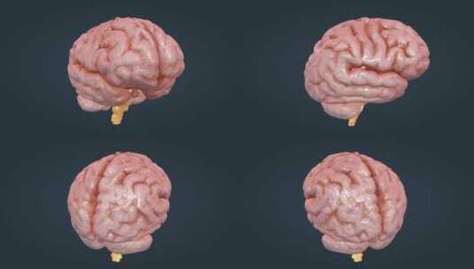 3D人体器官大脑中枢神经系统医疗动画全息高清在线视频素材下载
