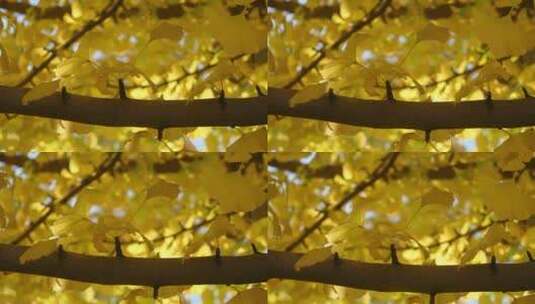 秋天随风摆动的银杏叶特写高清在线视频素材下载