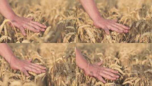 日落时分，农民近距离触摸麦穗的手高清在线视频素材下载