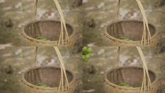 把采摘下的葡萄放入竹篮高清在线视频素材下载