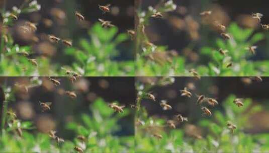 蜜蜂在花丛中飞舞高清在线视频素材下载