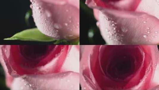 带着露珠的玫瑰高清在线视频素材下载