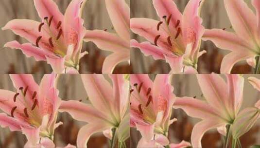 粉色百合花的特写镜头高清在线视频素材下载