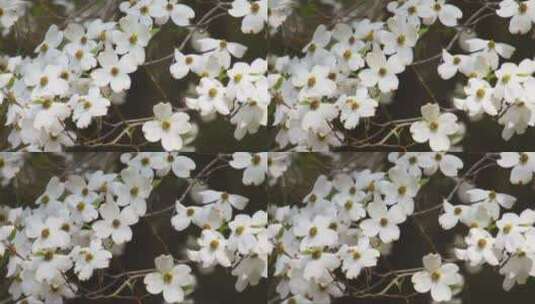 树枝上的白色花朵高清在线视频素材下载