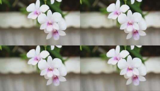 白粉色的兰花高清在线视频素材下载