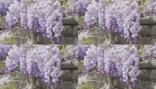 美丽的紫藤花在春天的花园里盛开高清在线视频素材下载
