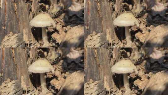 白色菌类蘑菇高清在线视频素材下载