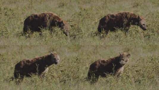 鬣狗在草丛中散步高清在线视频素材下载