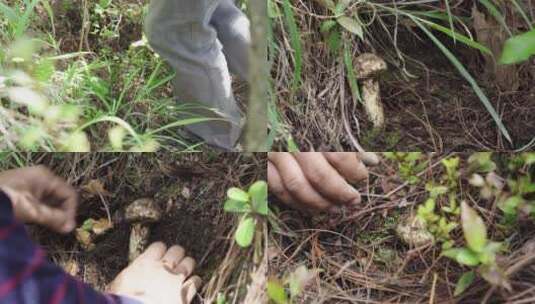 原始森林野生松茸农户上山寻找采摘野生松茸高清在线视频素材下载
