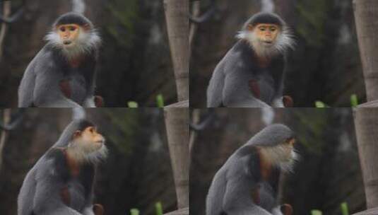 森林动物园的猴子高清在线视频素材下载