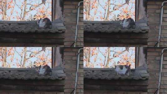 农村屋檐上的猫高清在线视频素材下载