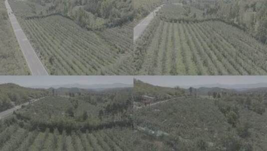智慧乡村苹果种植基地高清在线视频素材下载