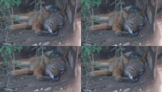 狐狸睡觉高清在线视频素材下载