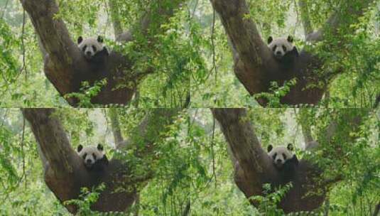 春天树林坐在树上玩耍的国宝大熊猫高清在线视频素材下载