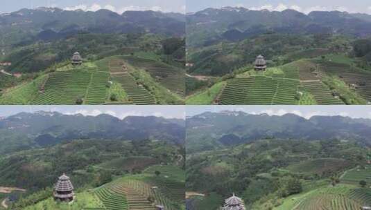 4k 航拍柳州三江高山生态茶高清在线视频素材下载