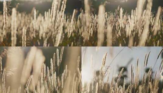 夕阳下唯美的芦苇草合集2高清在线视频素材下载