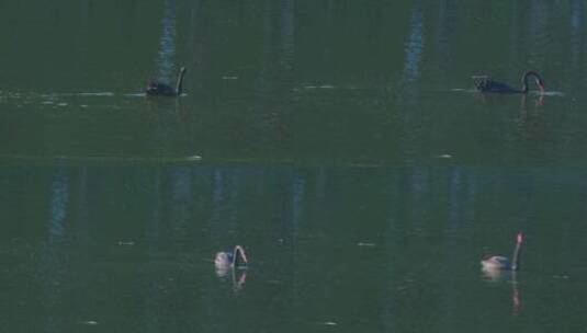 广州麓湖公园黑天鹅野生动物鸟类高清在线视频素材下载