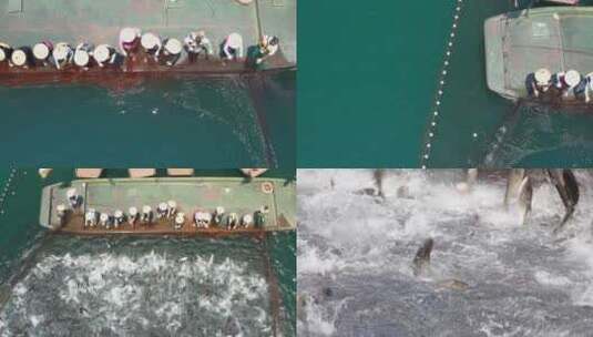 淡水鱼养殖巨网捕捞渔民丰收航拍合集高清在线视频素材下载