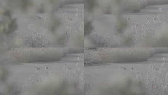 中国华北东北冬季湿地雾凇芦苇自然户外高清在线视频素材下载