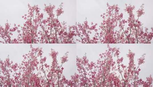 樱花樱花飘落素材Prores422高清在线视频素材下载
