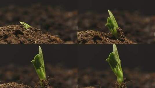 植物生长延长高清在线视频素材下载