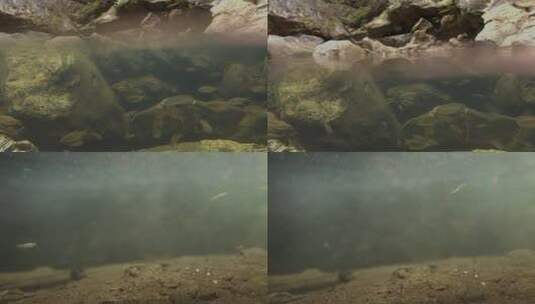 水面下拍摄小鱼高清在线视频素材下载