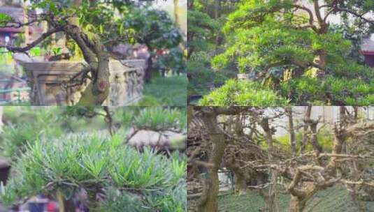 园林艺术盆景高清在线视频素材下载