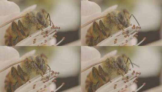 蜜蜂采蜜身体部位特写高清在线视频素材下载