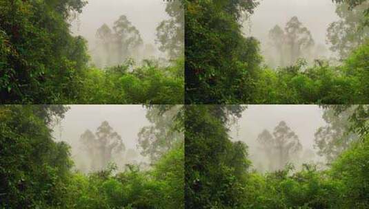 雨天山顶山林起雾登顶风景高清在线视频素材下载